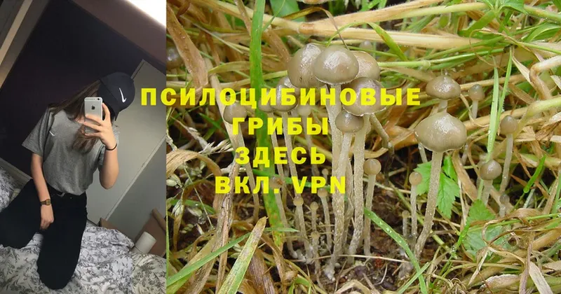 Галлюциногенные грибы Psilocybine cubensis  ссылка на мегу рабочий сайт  Канск 